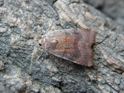 Noctua janthina