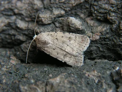 Caradrina (Paradrina) clavipalpis