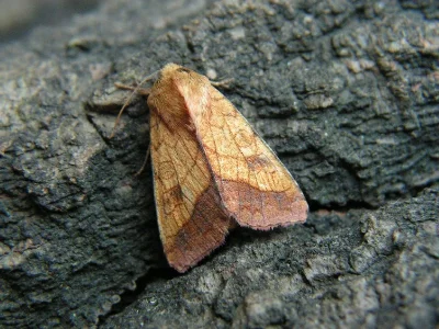 Pyrrhia umbra