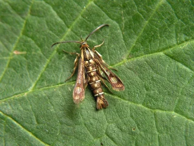 Pyropteron (Synansphecia) triannuliformis