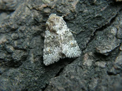 Hecatera dysodea