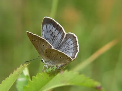 Phengaris teleius