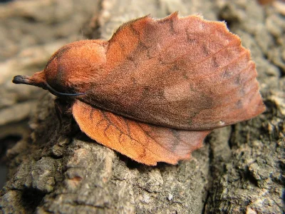 Gastropacha (Gastropacha) quercifolia