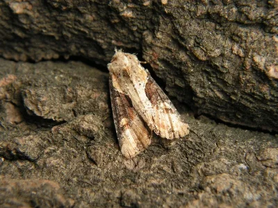 Lateroligia ophiogramma