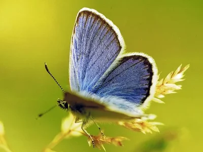 Plebejus (Lycaeides) idas