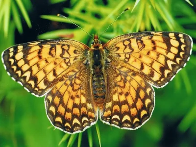 Melitaea phoebe