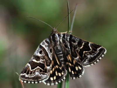 Euclidia (Callistege) mi