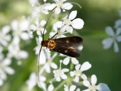 Cauchas rufimitrella