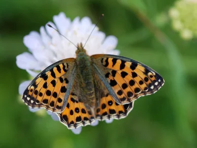 Issoria lathonia