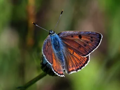 Lycaena (Thersamolycaena) alciphron