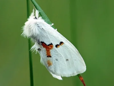 Leucodonta bicoloria