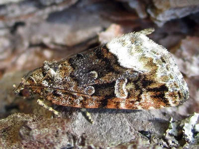 Deltote pygarga