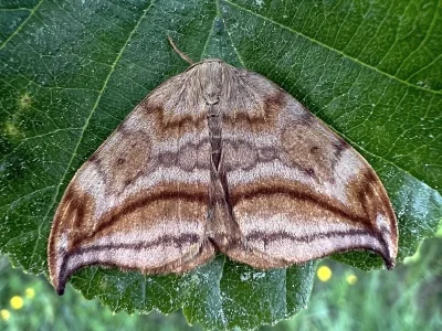 Drepana curvatula