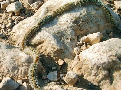 Thaumetopoea pityocampa