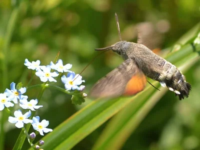 Macroglossum stellatarum