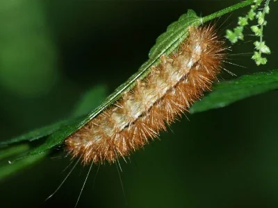 Spilarctia (S.) lutea