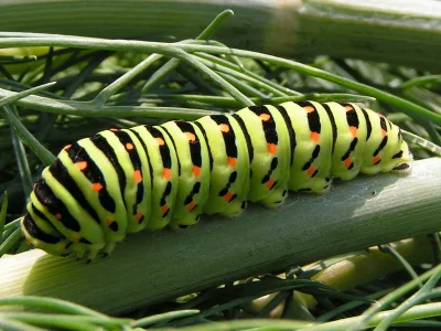 Papilio (P.) machaon
