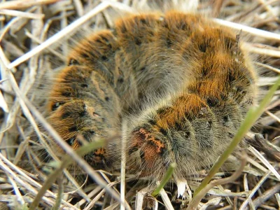Lasiocampa (Pachygastria) trifolii