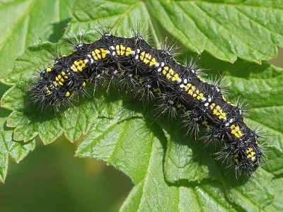 Callimorpha dominula