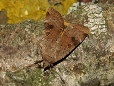 Noctua interposita