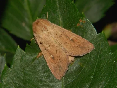 Mythimna (Hyphilare) ferrago