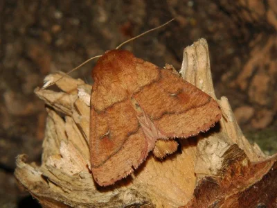 Mythimna (Mythimna) turca