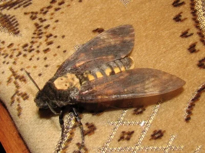 Acherontia atropos