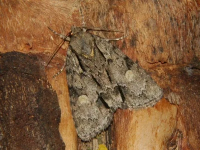 Acronicta (Hyboma) strigosa