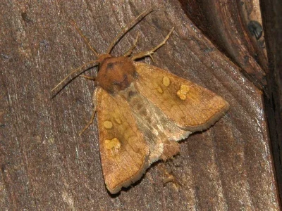 Amphipoea fucosa