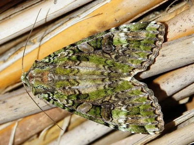 Anaplectoides prasina