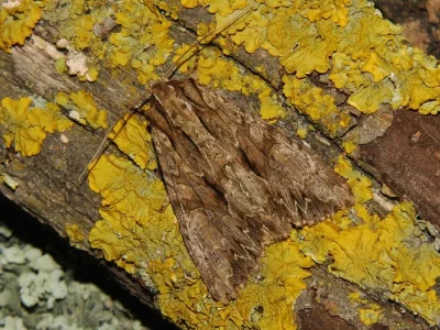 Apamea (Abromias) monoglypha