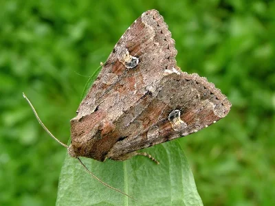 Apamea (Apamea) sordens