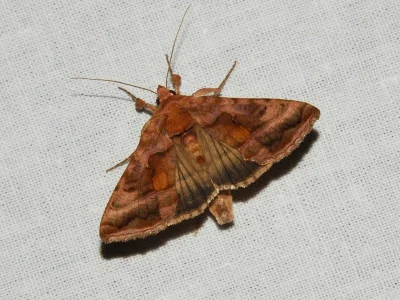 Autographa jota