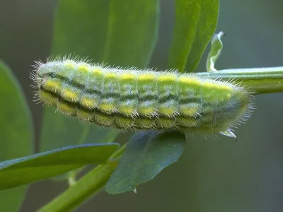 Polyommatus (Meleageria) daphnis