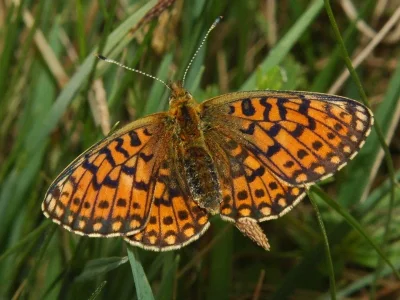 Boloria (Clossiana) selene