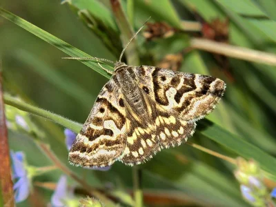 Euclidia (Callistege) mi