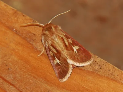 Cerapteryx graminis