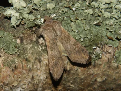 Cucullia artemisiae