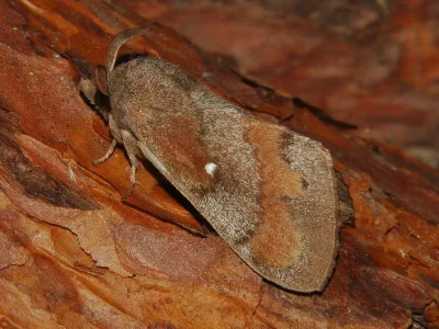Dendrolimus pini