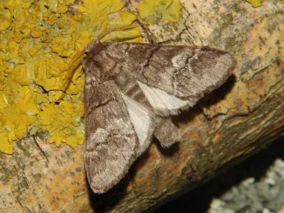 Drymonia querna