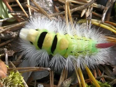 Calliteara pudibunda