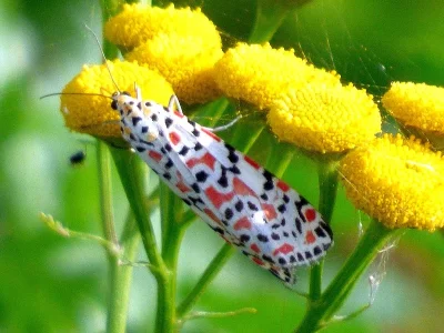 Utetheisa (Utetheisa) pulchella