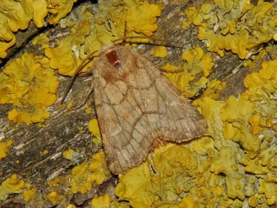 Eriopygodes imbecilla