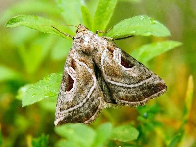 Eucarta virgo