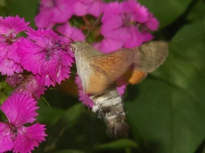 Macroglossum stellatarum