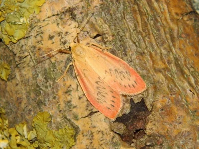 Miltochrista miniata