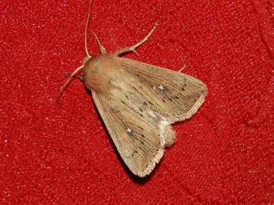 Leucania obsoleta
