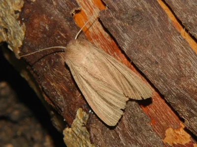 Mythimna (Mythimna) pudorina
