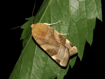 Noctua fimbriata