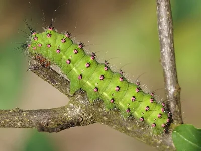 Saturnia (Eudia) pavonia